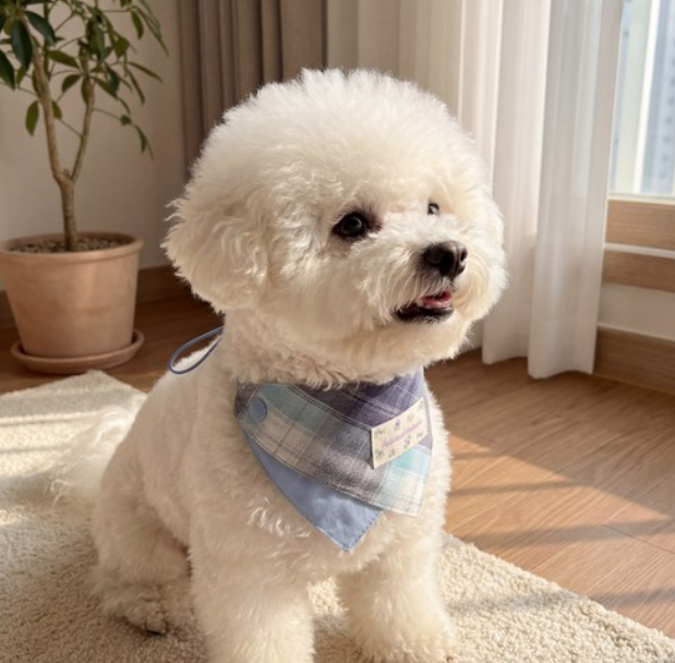 강아지 케이프 고양이 스카프 반려동물 스카프 소형견 체크 목수건