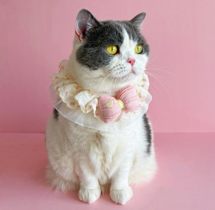 반려동물 머플러 강아지 고양이 귀여운 턱받이 레이스 리본
