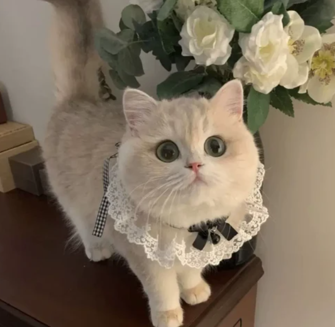 반려동물 고양이 강아지 레이스 케이프