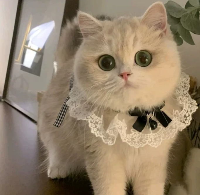 반려동물 고양이 강아지 레이스 케이프